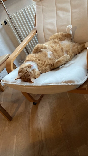 Sammy sucht ein liebevolles Zuhause