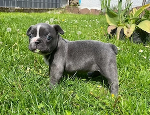 Französische Bulldogge 