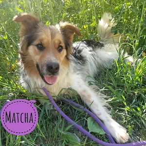 Matcha, junge, wunderhübsche Collie Mischlingshündin