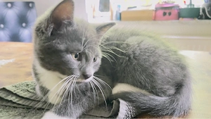 Süsse   BKH - Tuxedo Kitten 