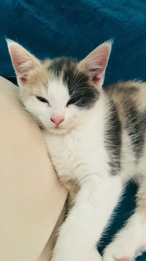 Süsse   BKH - Tuxedo Kitten  Bild 4