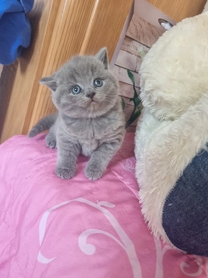 verkaufen bkh kitten