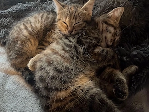 2 Babyktzen zum abgeben bereit 