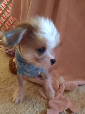Mischling Welpen Spitz