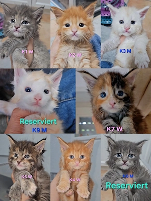 XXL Reinrassige Maine-Coon Kitten Mädchen Katerchen mit Stammbaum
