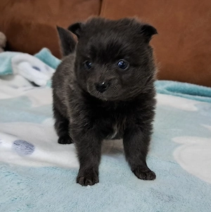 Pomeranian-PomChi Bärchen75%Poms