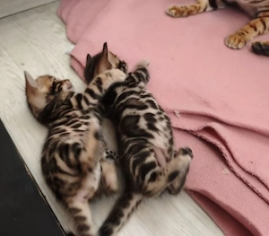 Reinrassige Liebevolle Bengalkitten