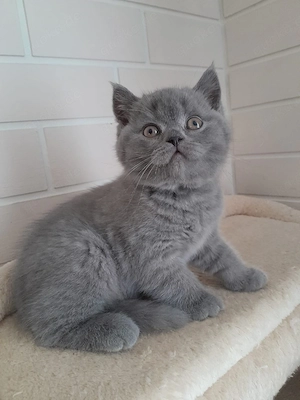 BKH Kitten 