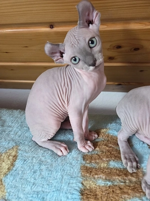 Sphynx-Elf Kitten, letztes Mädchen  Abgabebereit 