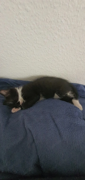 Katzenbabys suchen einen liebevollen Zuhause 