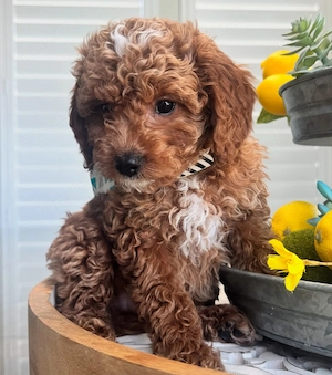 Mini F1B Goldendoodle 
