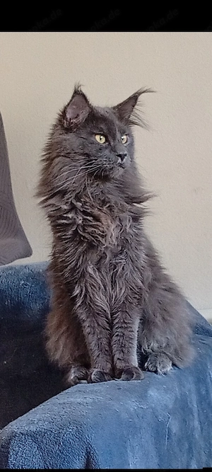 Maine coon  Deckkater Odin...