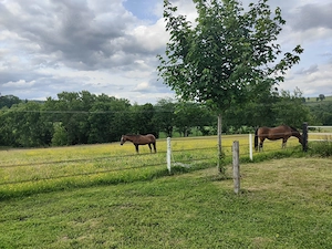 Private Box Stall mit 24 7 Weidegang im Sommer