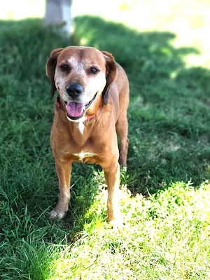 *TOBI* Der Hundesenior ist sehr freundlich und lieb. Er kennt bereits das Familienleben