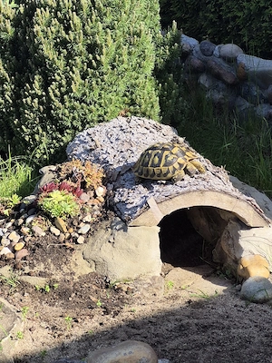 griechische Landschildkröten Nachzuchten Schildkröte 