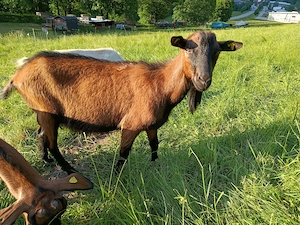 Verkaufe Bio Edelziegen Bock 