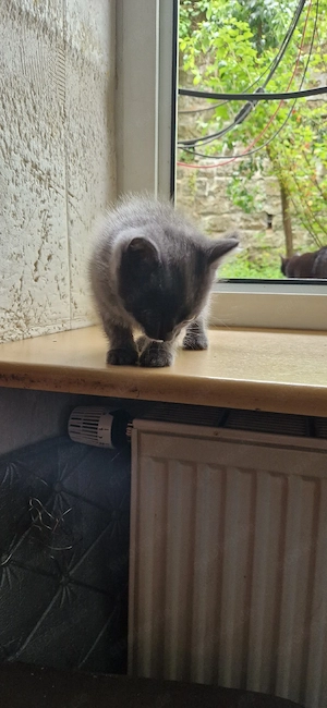Süsser BKH Kater zur Abgabe
