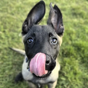 Gesunde belgische Schäferhundwelpen zu verkaufen