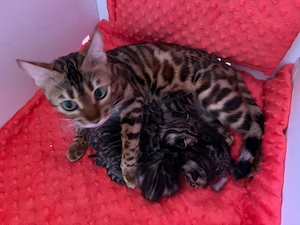 Bengal Kitten