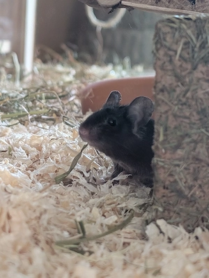 Suche DRINGEND Farbmäuse