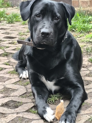 Louis ca 5 Jahre