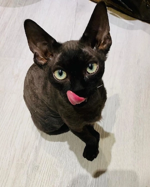 Bezauberndes männliches und weibliches Devon-Rex-Kätzchen Bild 3