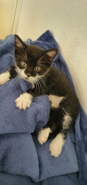Katzenbabys suchen einen liebevollen Zuhause 