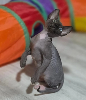 Sphynx kitten mit Stammbaum Bild 5