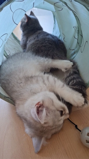 Persich Britisch Mix Kitten
