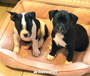 2 Französische Bulldoggen - Mix - Welpen 