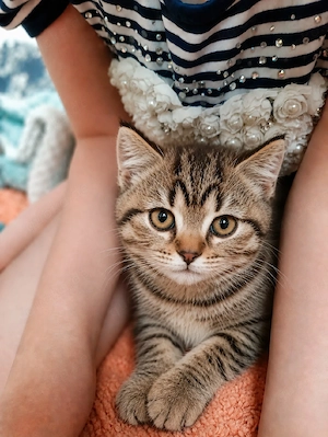 Kitten reinrassig  abholbereit BKH  golden bleck Weibchen, Männchen grau blau 
