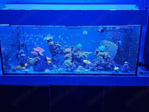Auflösung meines Meerwasseraquariums 