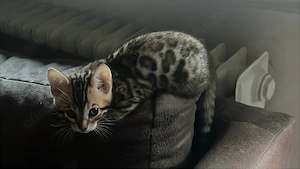     Kleine Bengal- Haushaltshilfen  suchen ihr Für-Immer-Zuhause    