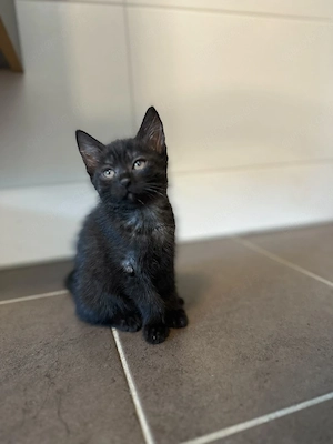 Süße Baby- Kätzchen, Kitten (Mischling)
