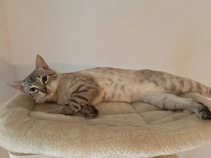 Snow Bengal Kater sucht liebevolles Zuhause 