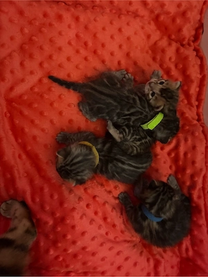 Bengal Kitten Bild 2