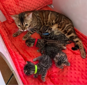 Bengal Kitten