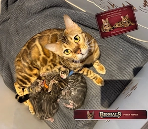 Bengal Kitten Bild 3