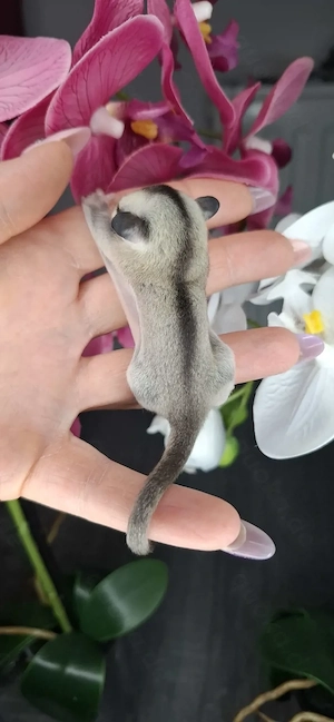 Sugar-Glider-Weibchen Bild 3