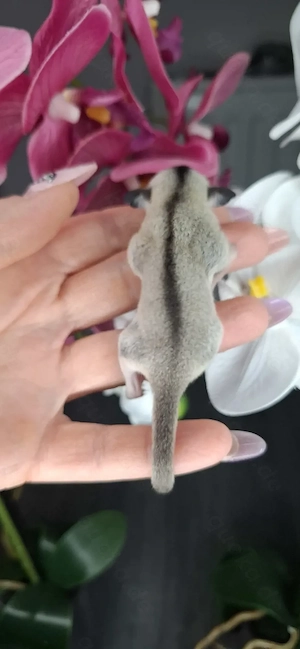 Sugar-Glider-Weibchen Bild 4
