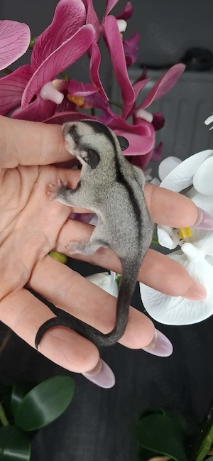Sugar-Glider-Weibchen Bild 2