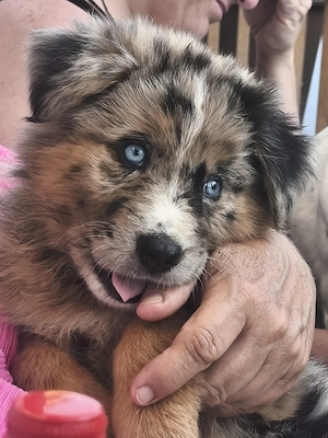 Australien Shepherd Deutscher Schäferhund Welpe Hündin Merle 