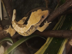 Kronengecko Weibchen, ca 2 Jahre alt, lilly white, kein Floppytail 