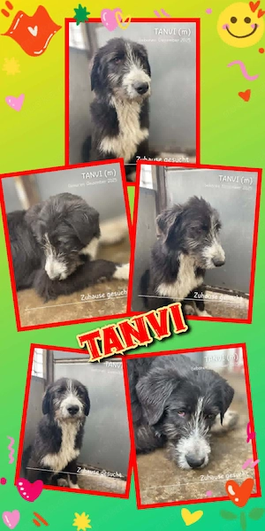 freundlicher, offener, menschenbezogener, schöner, junger Rüde "Tanvi" sucht ein Zuhause