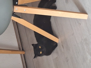 TJ mädchen katze 1 Jahr alt