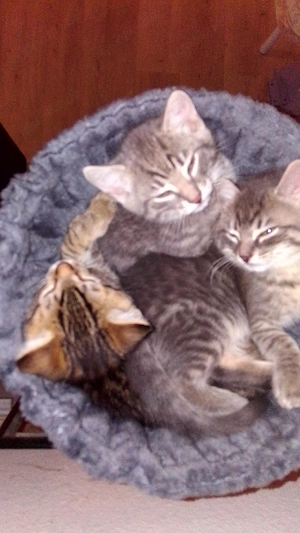 4 katzenbabys