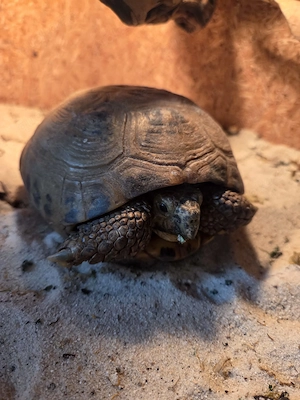 Vierzehnschildkröte Männlich