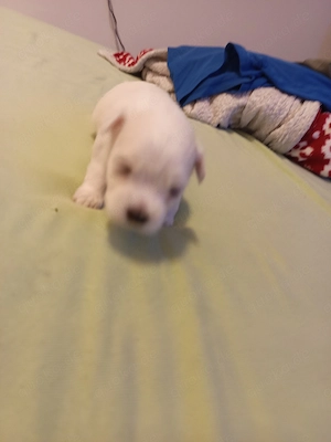 Bichon Malteser Toys 