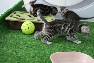 Clan Verox Bengal Kitten mit Ausdruck, Kraft und Charakter