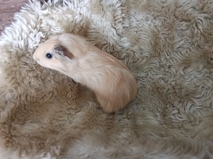 Meerschweinchen Böckchen Jungtier 